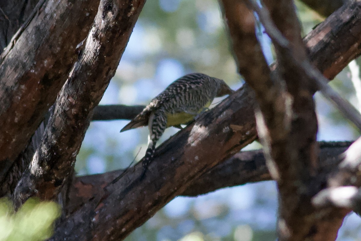 Williamson's Sapsucker - ML646153131