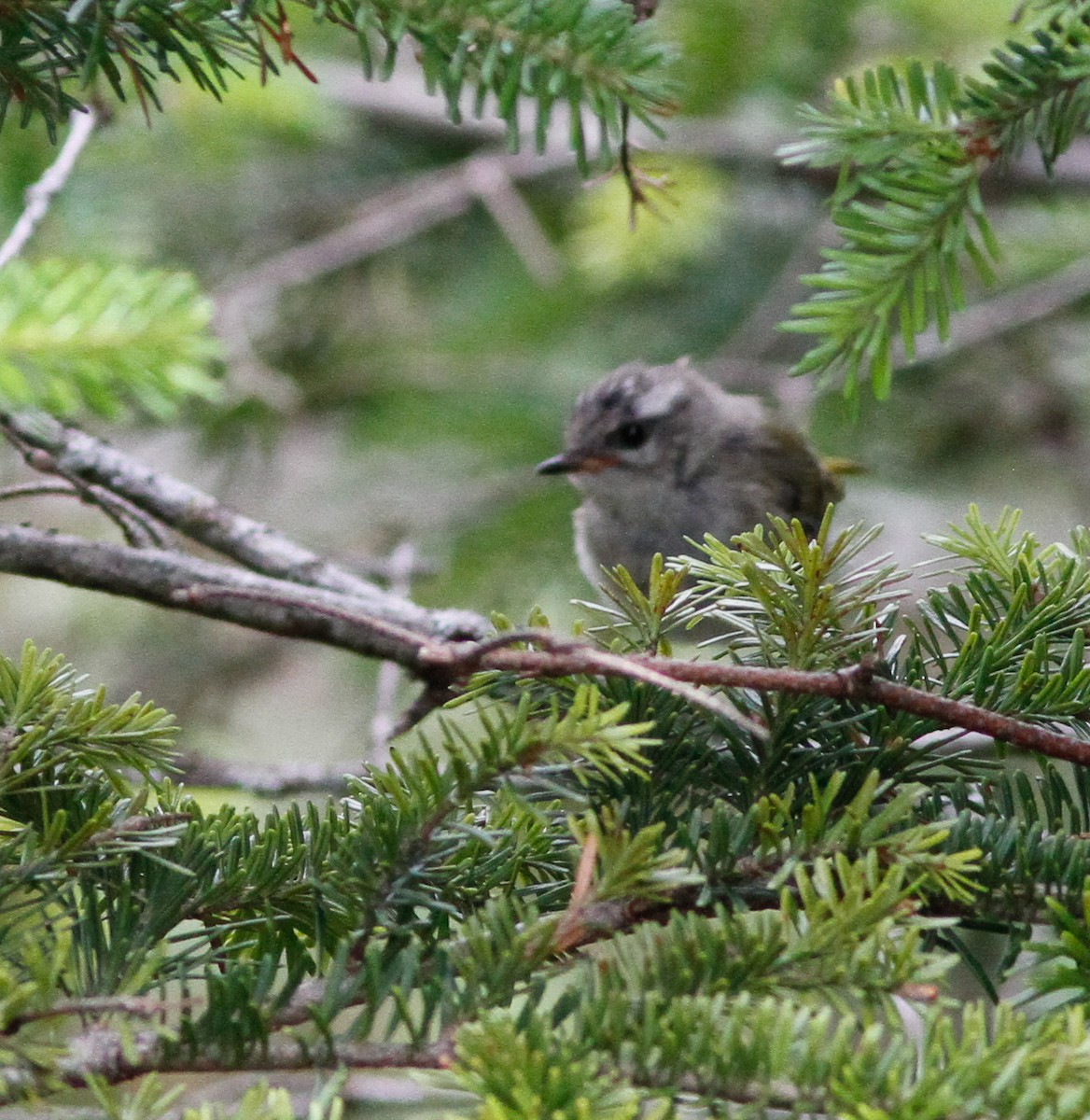 Golden-crowned Kinglet - ML646153134