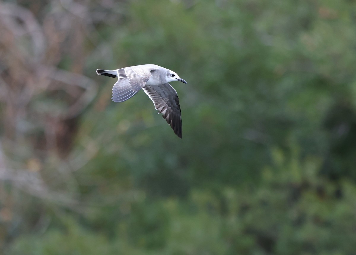 racek karibský - ML646153144