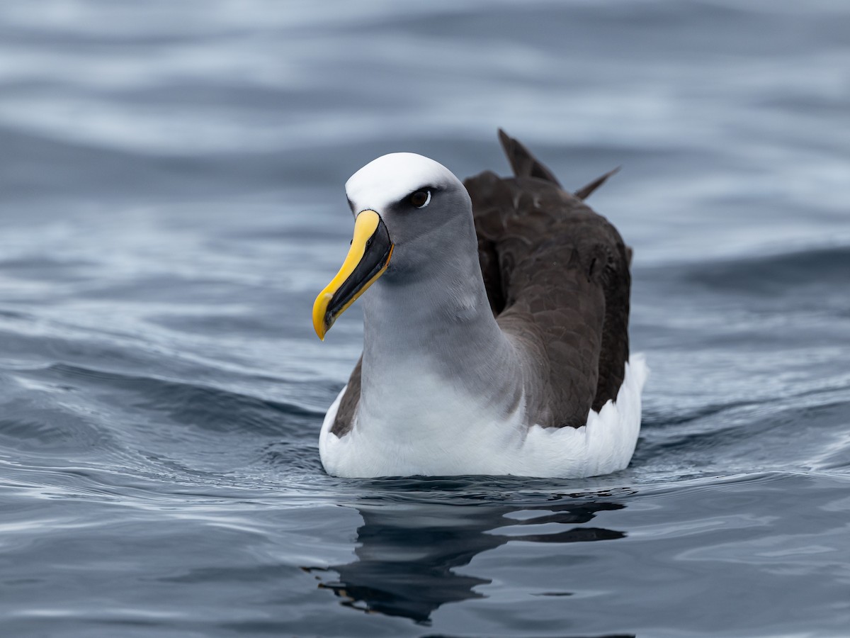 Buller's Albatross - ML646153147