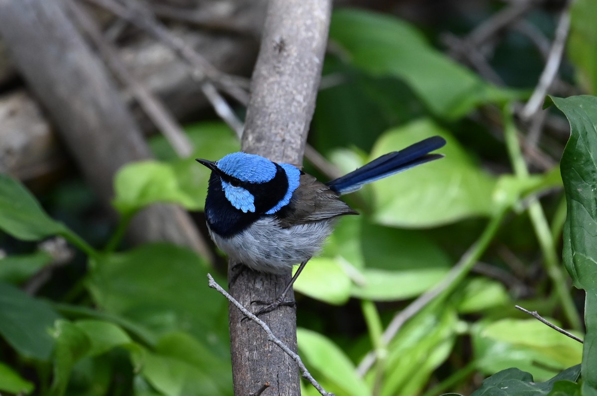 Prachtstaffelschwanz - ML646153148