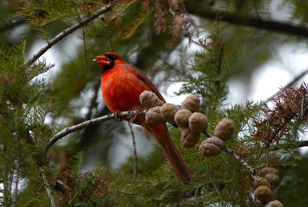 Northern Cardinal - ML646153149