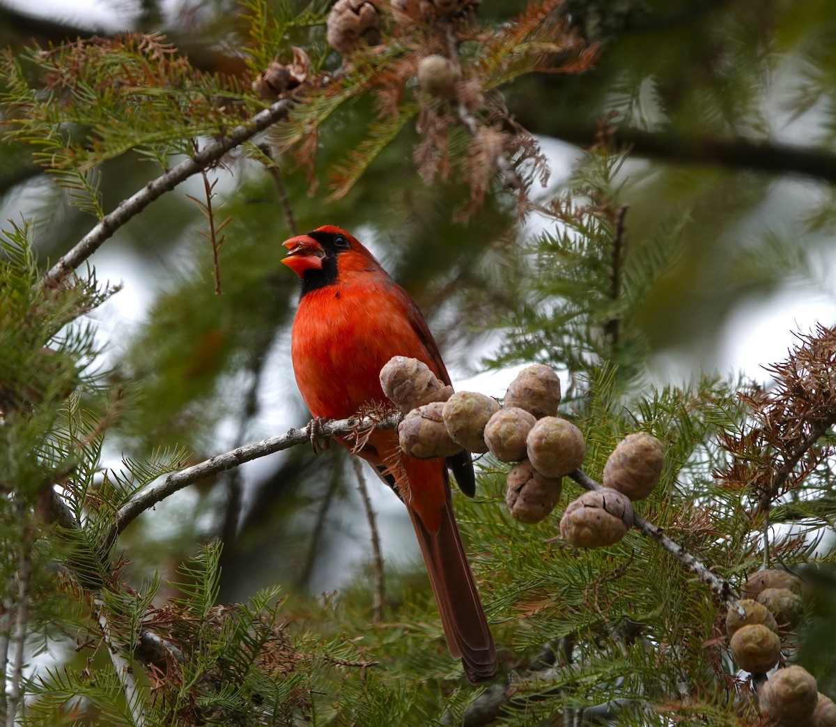 Northern Cardinal - ML646153150