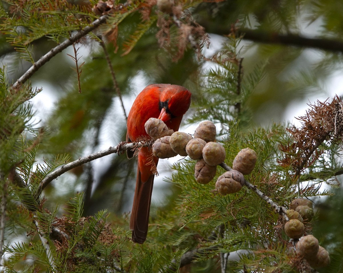 Northern Cardinal - ML646153151