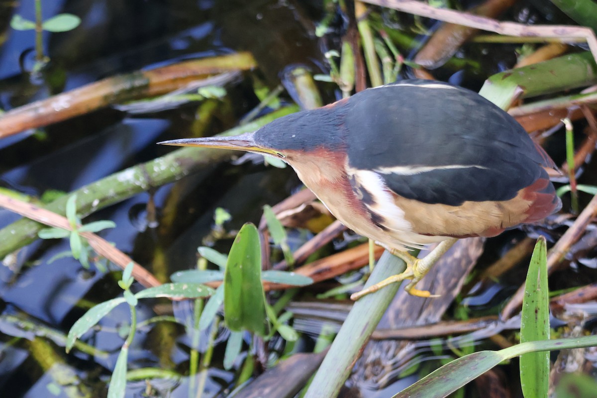 Least Bittern - ML646153156