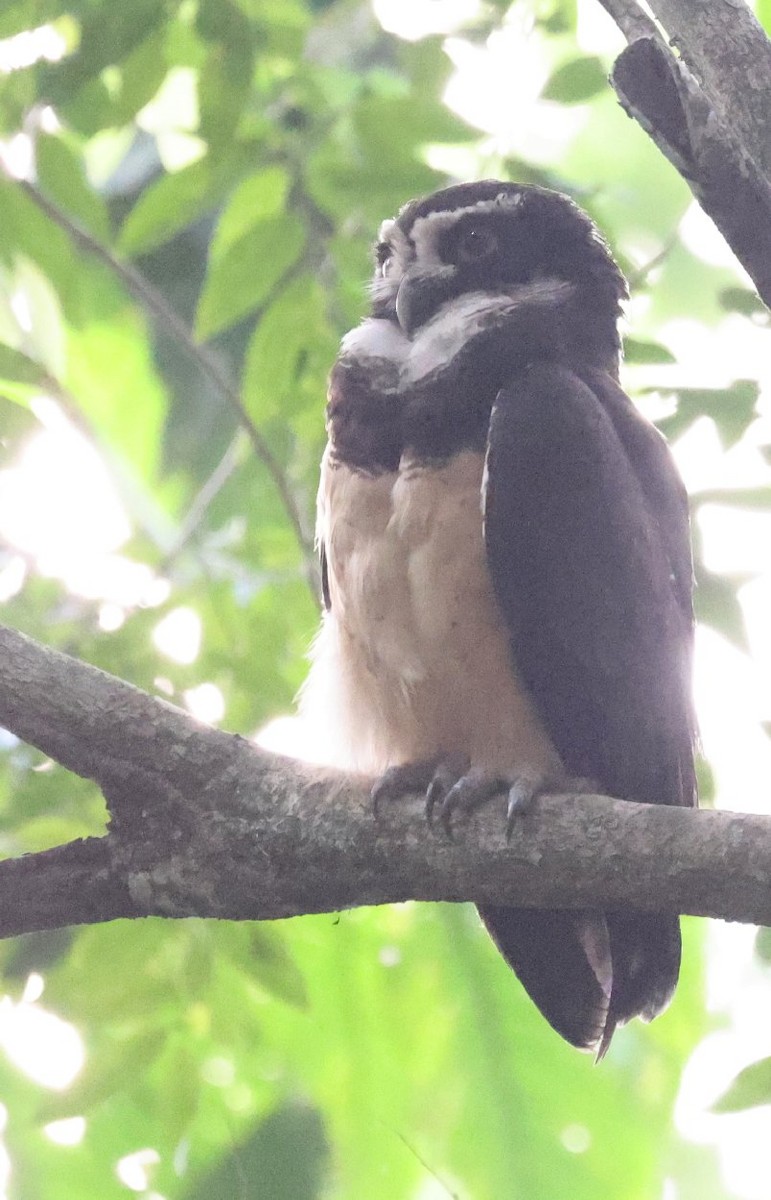 Spectacled Owl - ML646153164