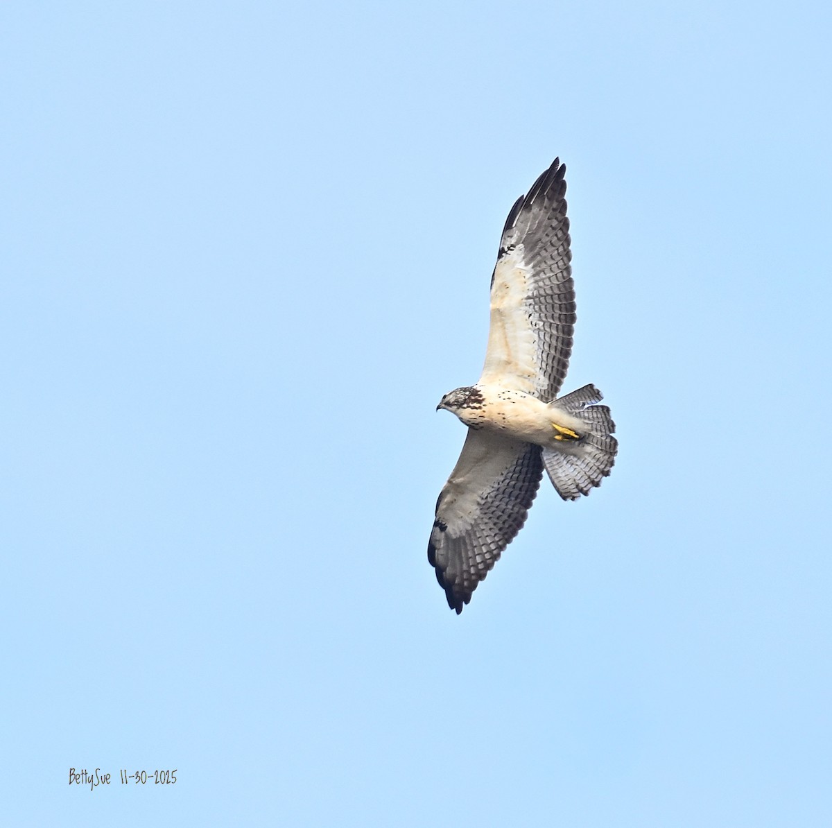 káně bělohrdlá - ML646153165