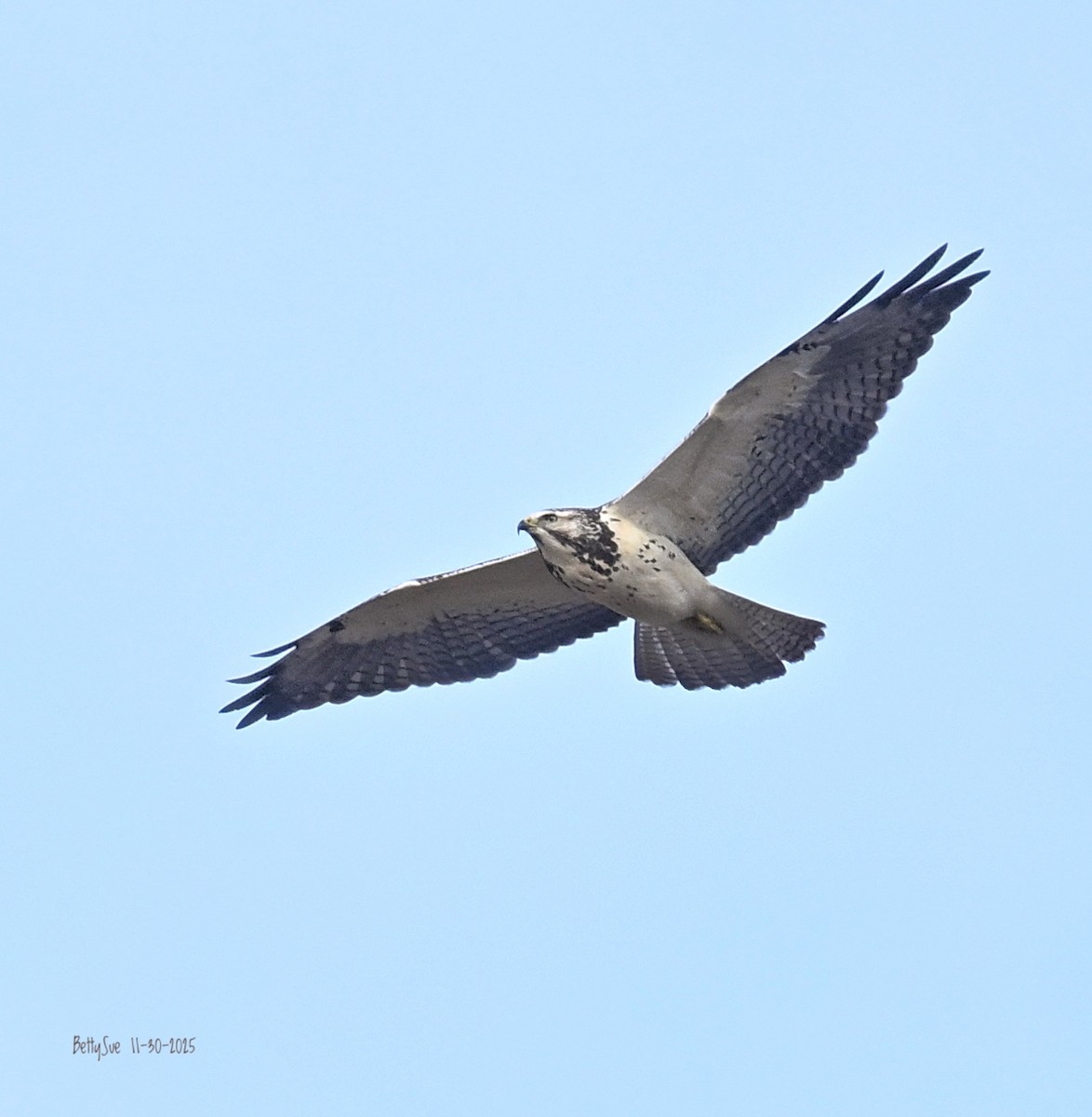 káně bělohrdlá - ML646153166