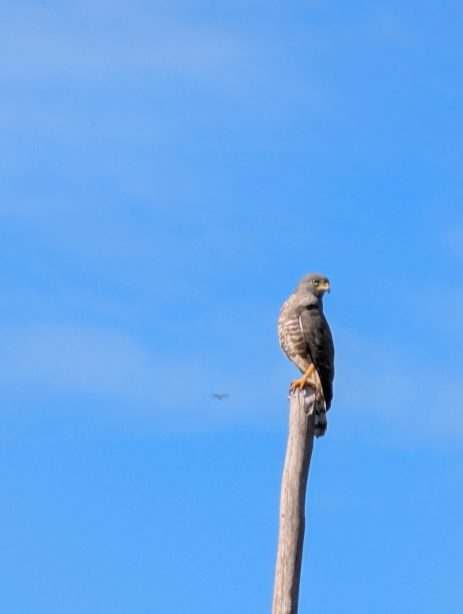 káně krahujová - ML646153171