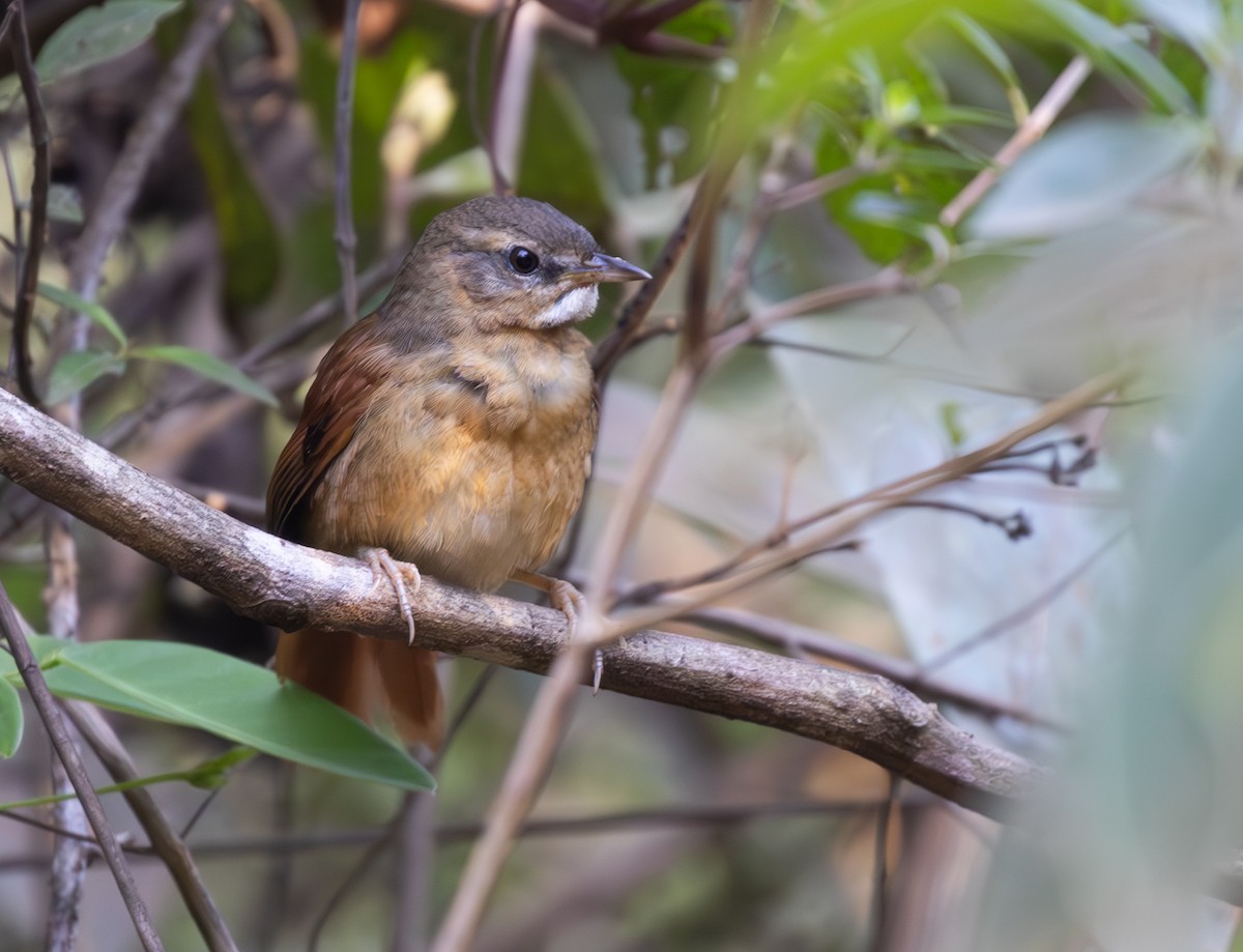 Ochre-cheeked Spinetail - ML646153173