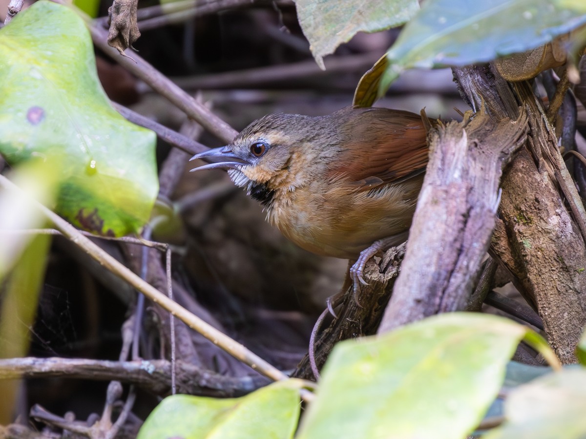 Ochre-cheeked Spinetail - ML646153174