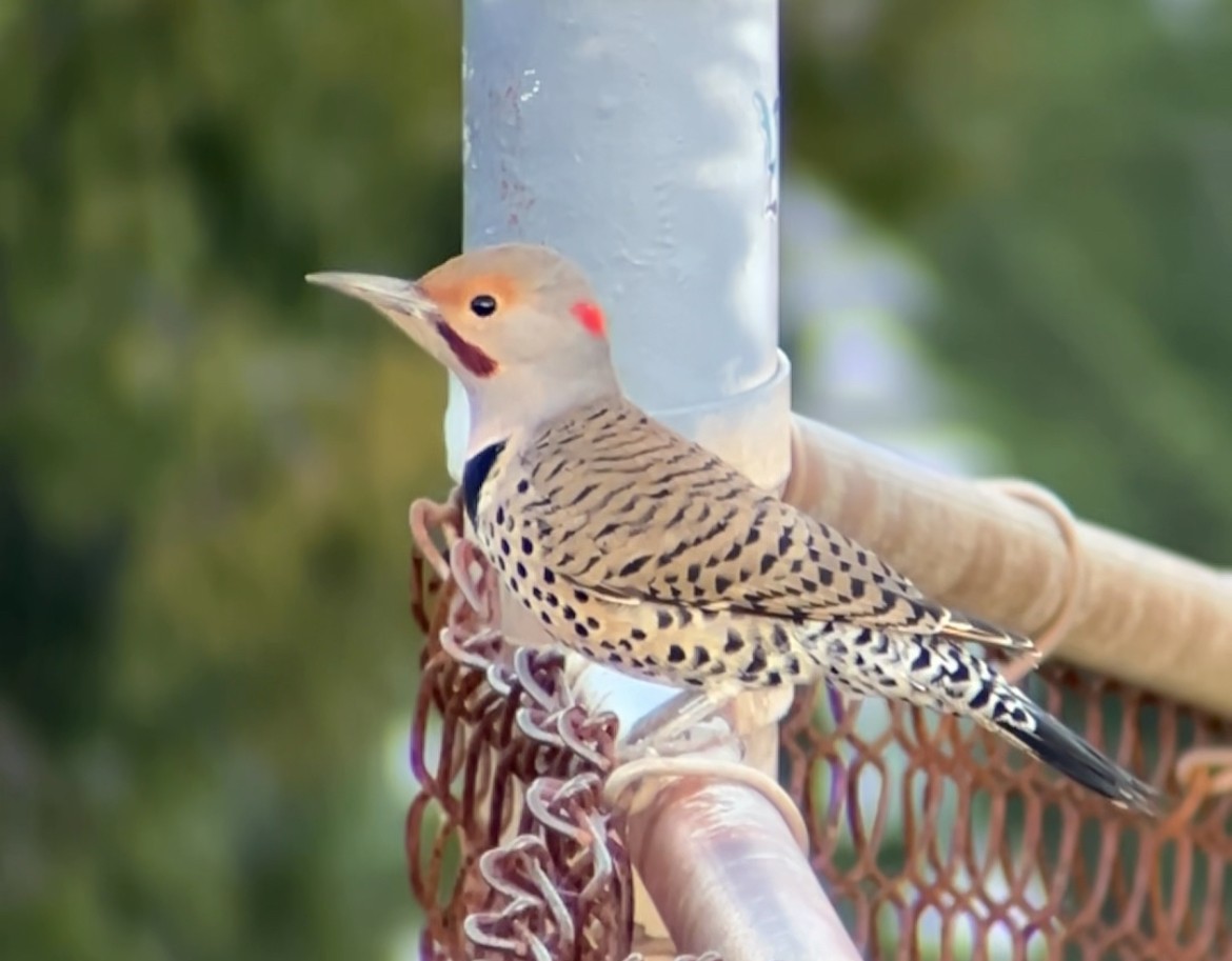 Northern Flicker (Yellow-shafted x Red-shafted) - ML646153177