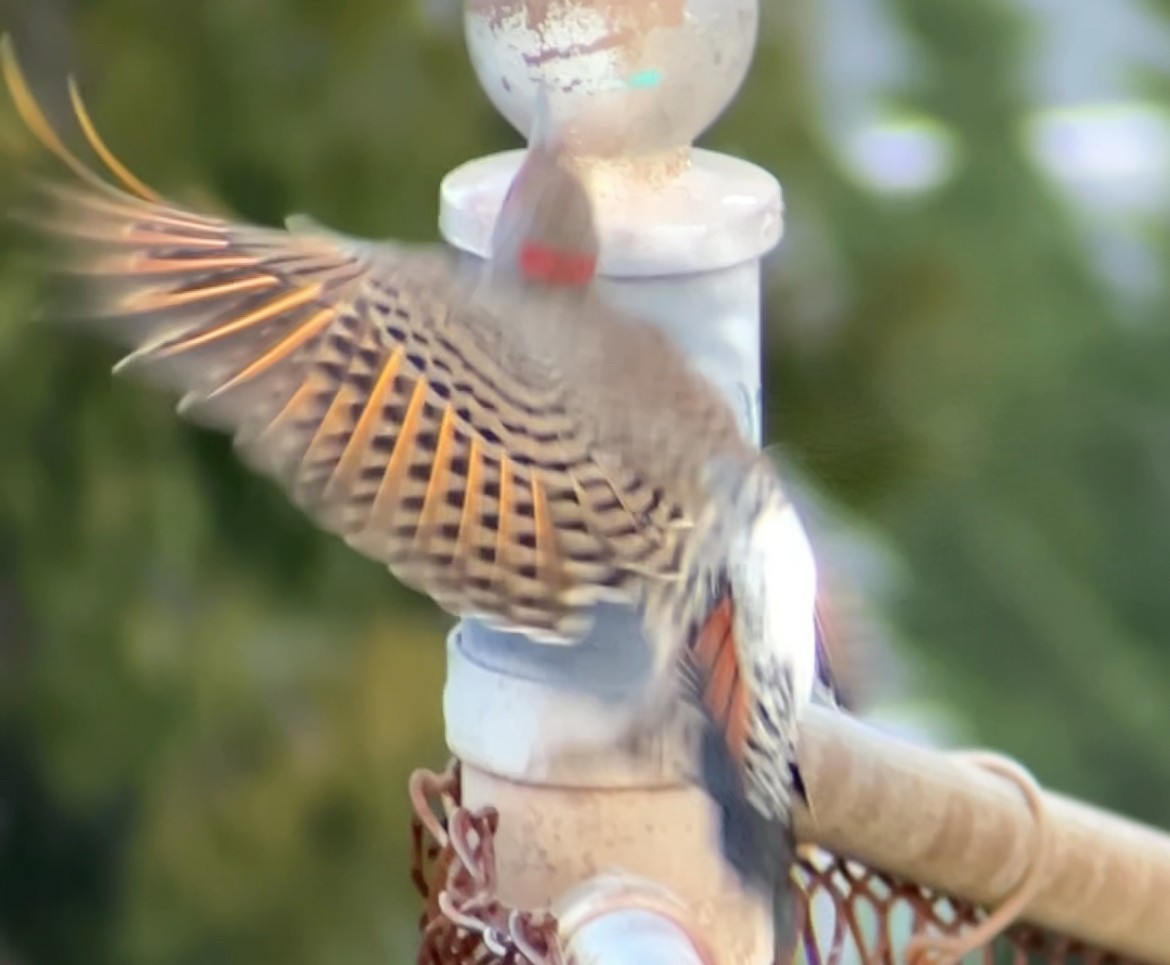 Northern Flicker (Yellow-shafted x Red-shafted) - ML646153178