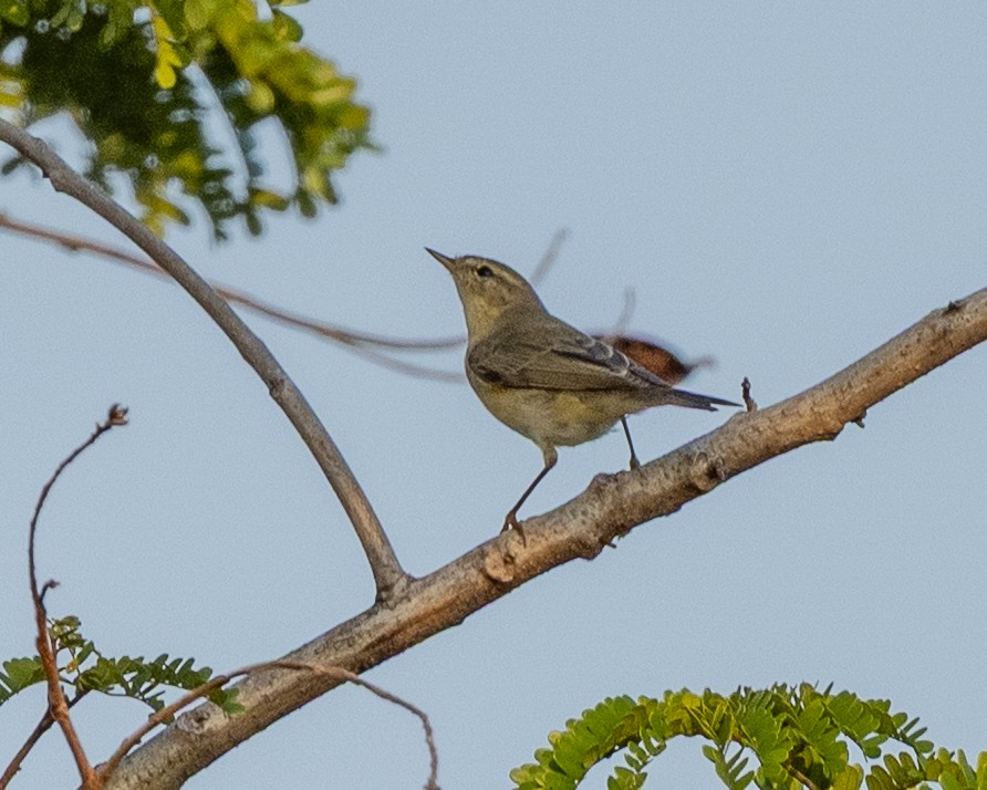 歐亞柳鶯 - ML646153179