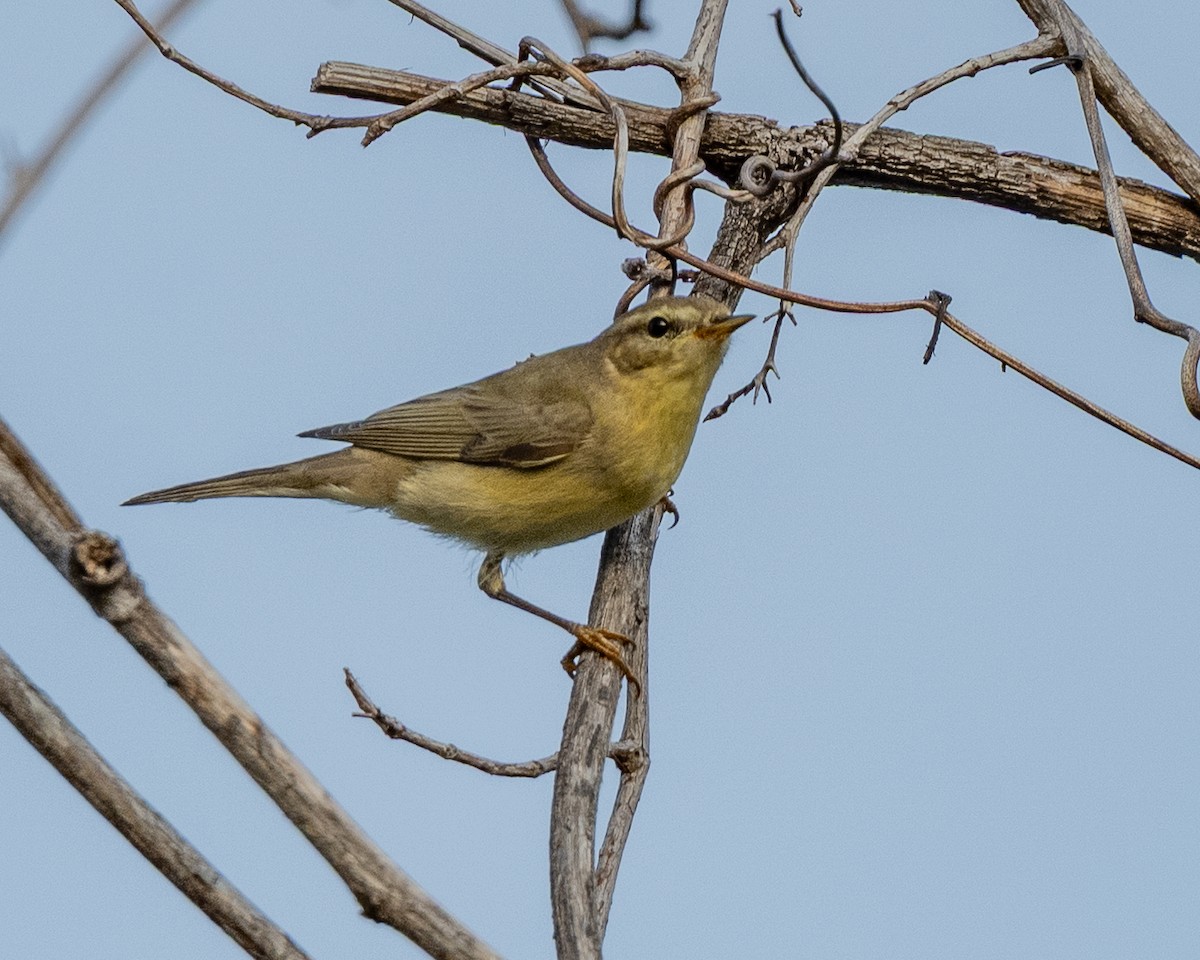 歐亞柳鶯 - ML646153180