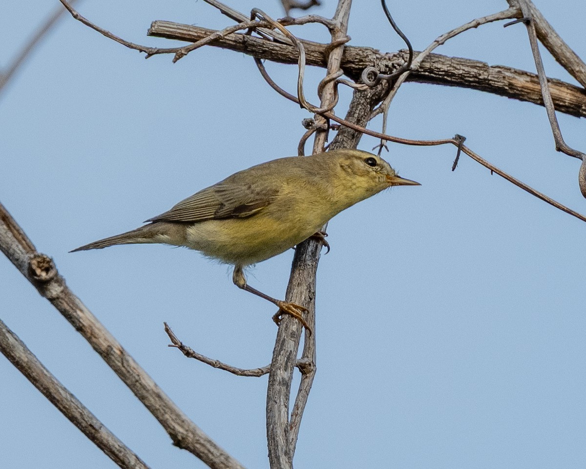 歐亞柳鶯 - ML646153182