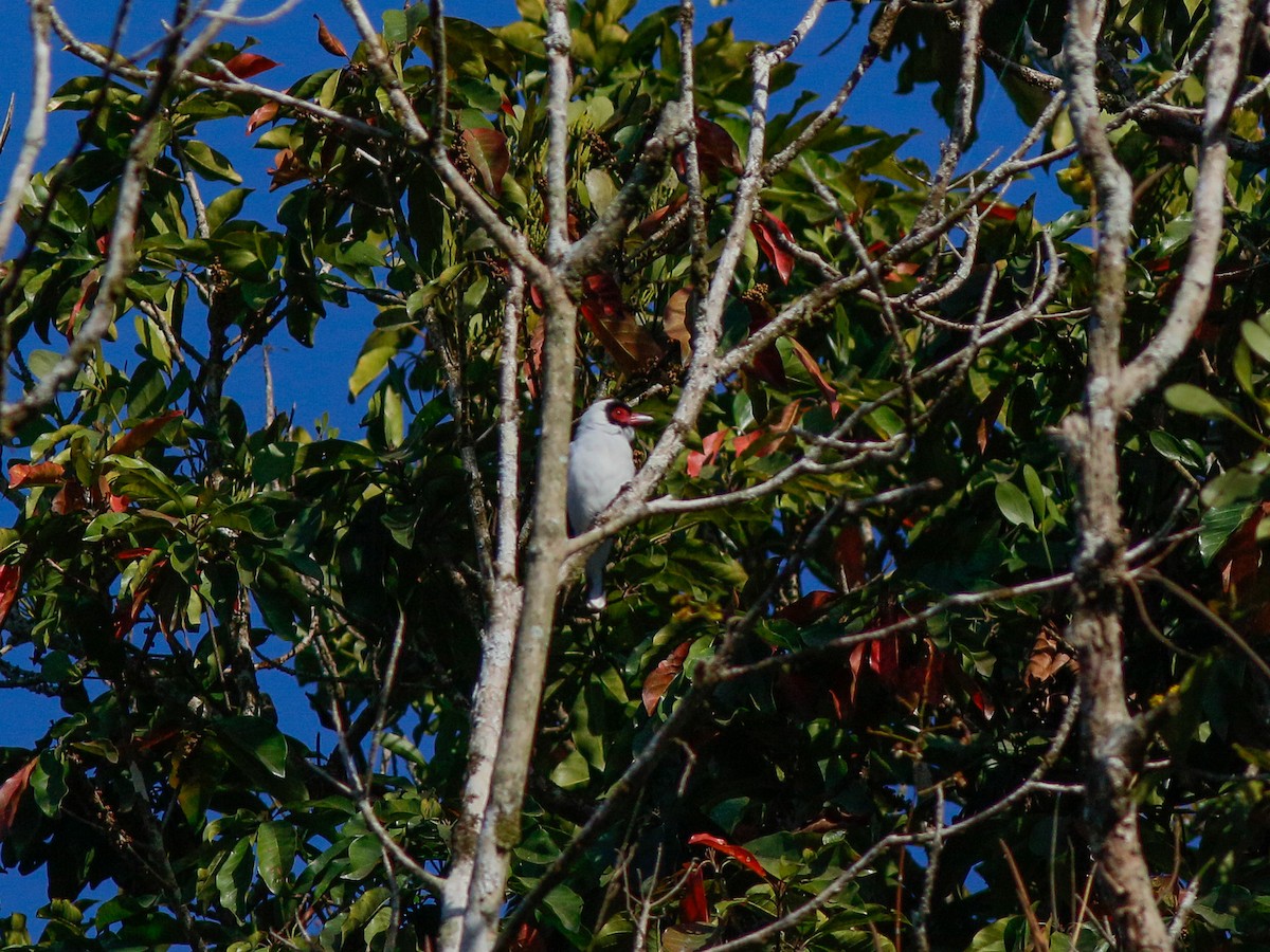 Masked Tityra - ML646153190