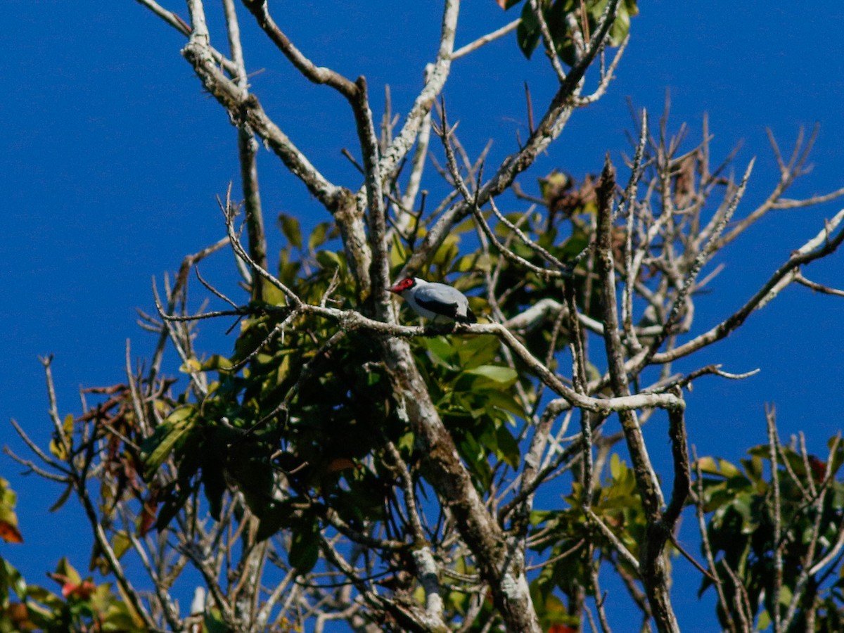 Masked Tityra - ML646153191