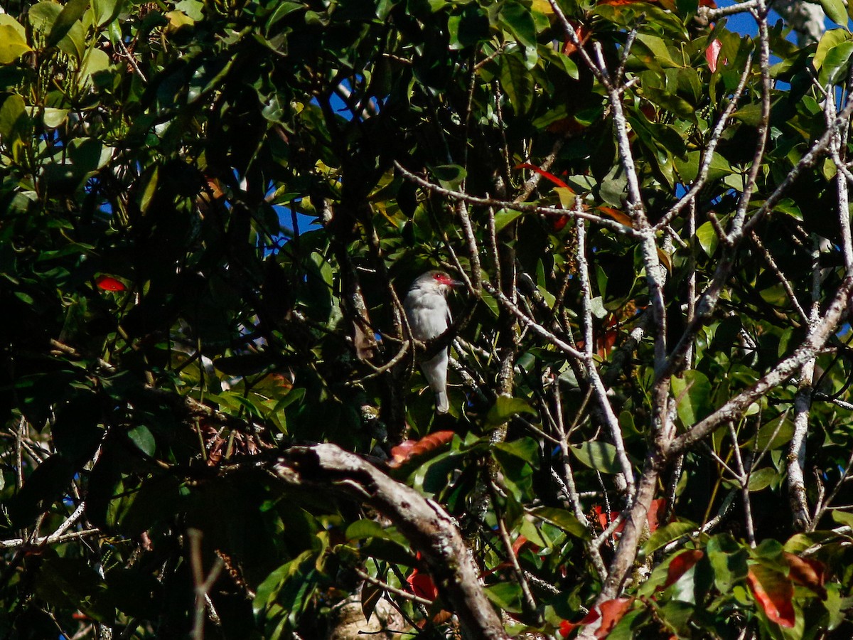 Masked Tityra - ML646153192