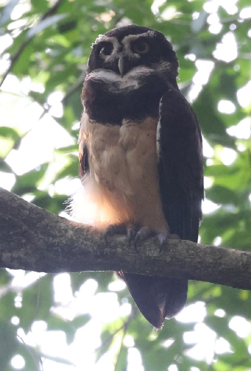 Spectacled Owl - ML646153195