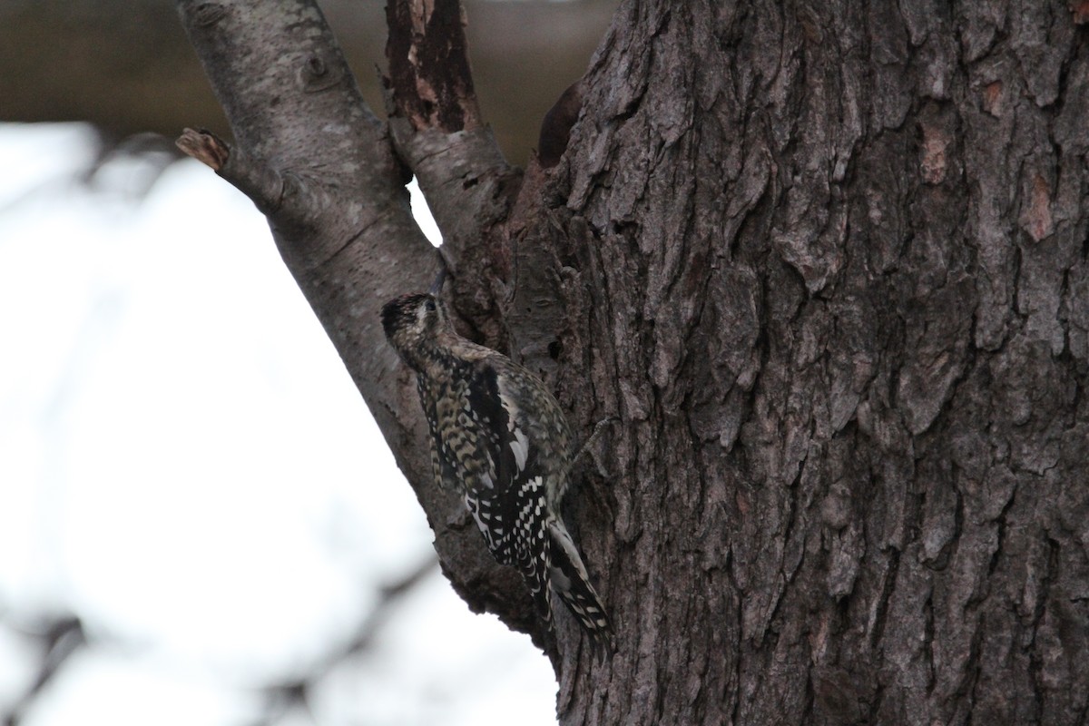 Yellow-bellied Sapsucker - ML646153198