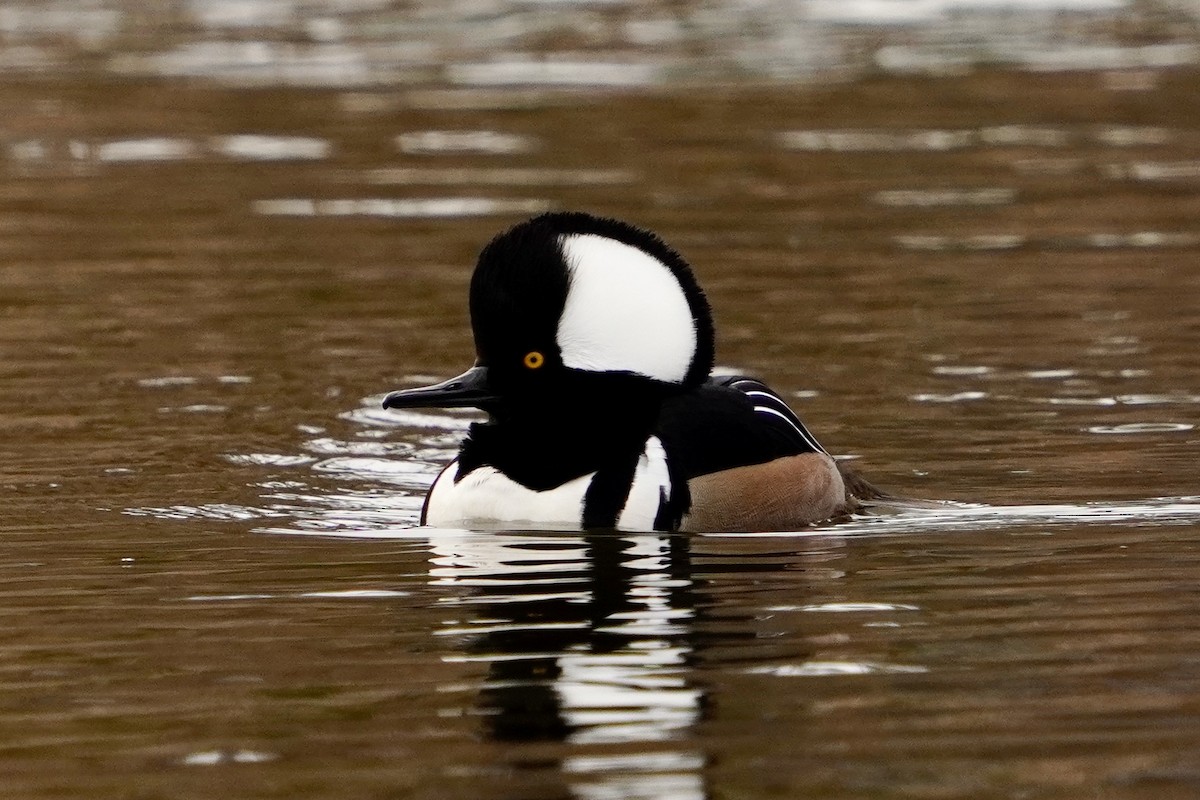 Hooded Merganser - ML646153203