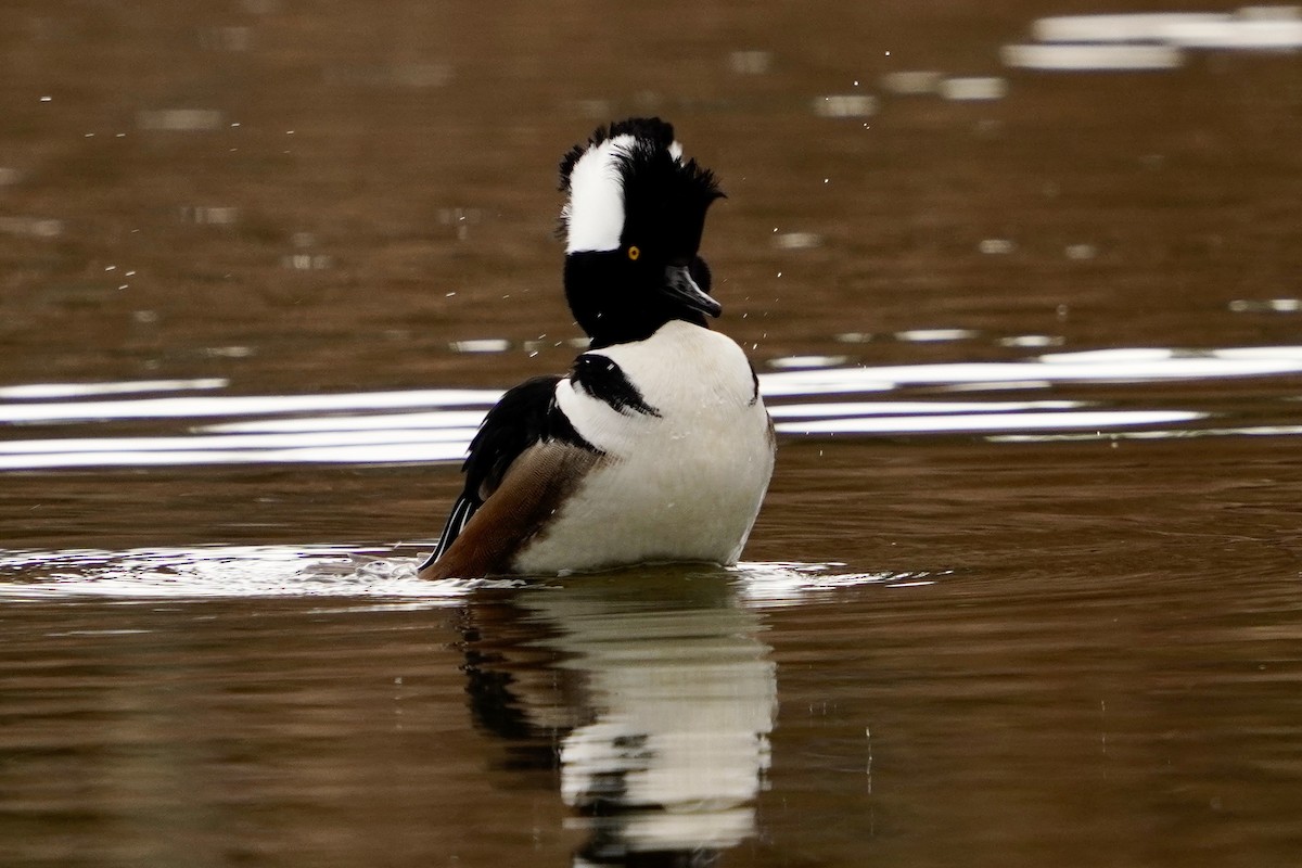 Hooded Merganser - ML646153204