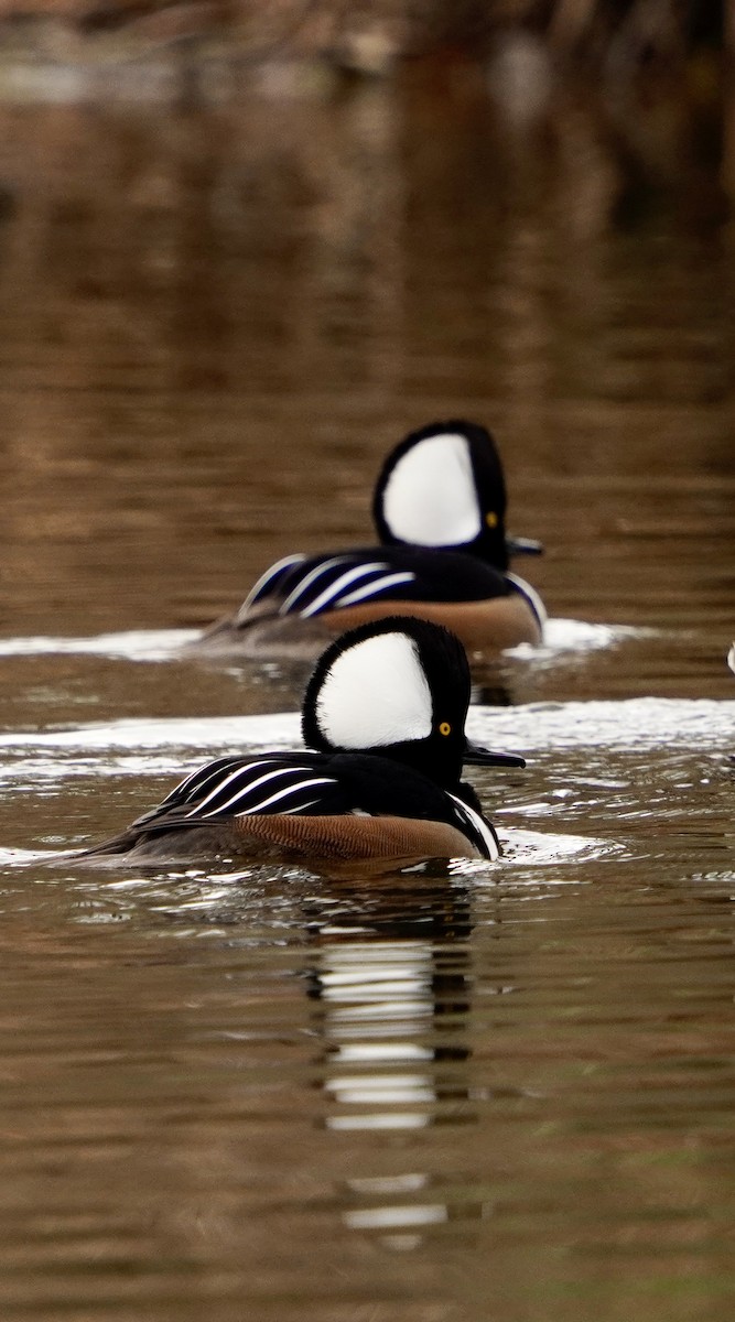Hooded Merganser - ML646153205
