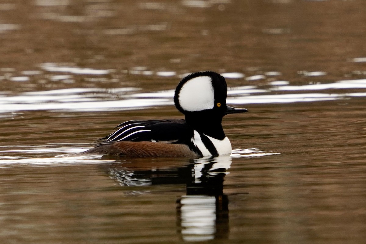 Hooded Merganser - ML646153206