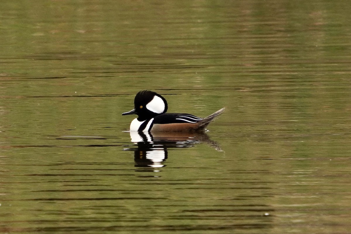 Hooded Merganser - ML646153207
