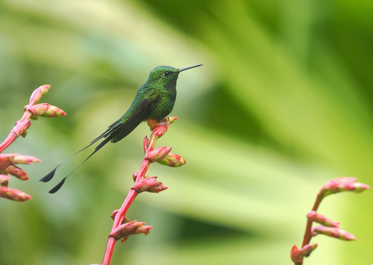 Peruvian Racket-tail - ML646153210