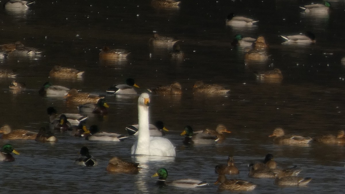 kachna divoká - ML646153212