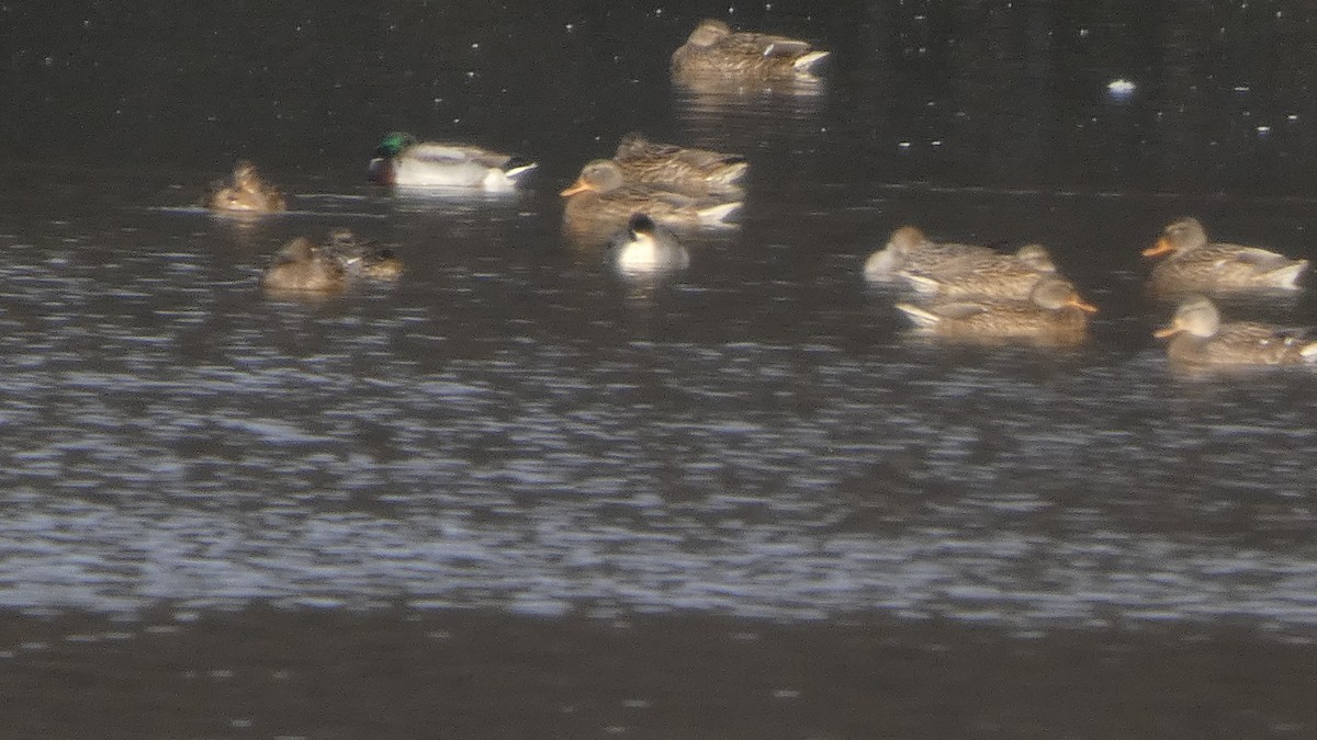 kachna divoká - ML646153213