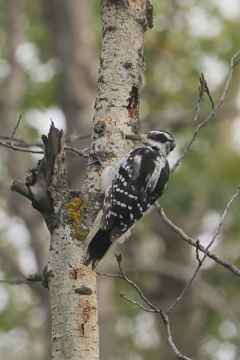 Hairy Woodpecker - ML646153214