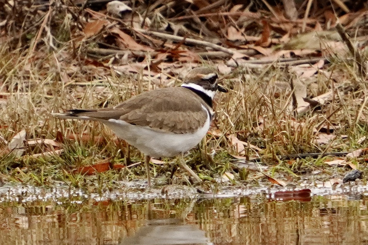 Killdeer - ML646153215