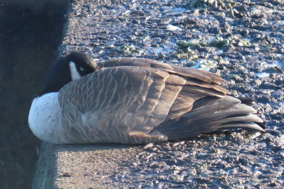 ברנטה קנדית - ML646153216