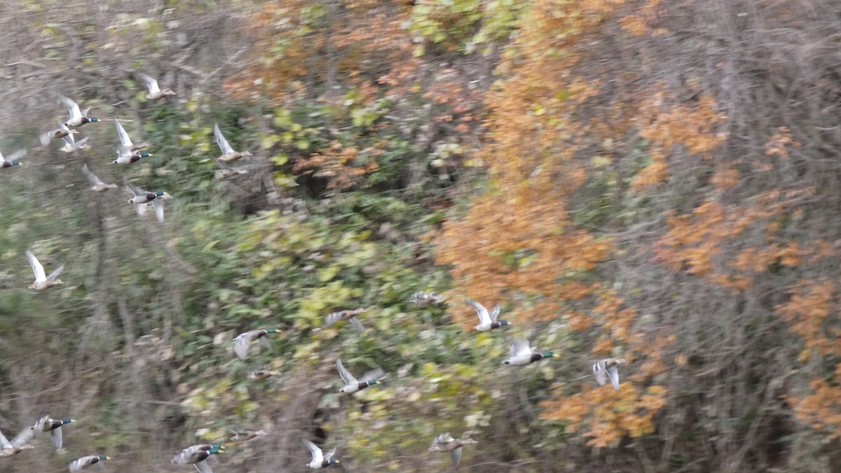 kachna divoká - ML646153219