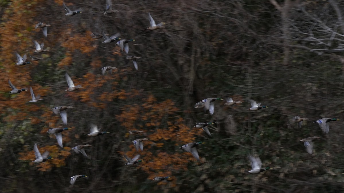 kachna divoká - ML646153222