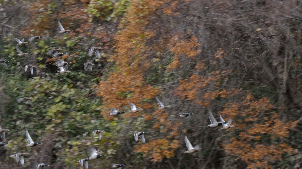 kachna divoká - ML646153223