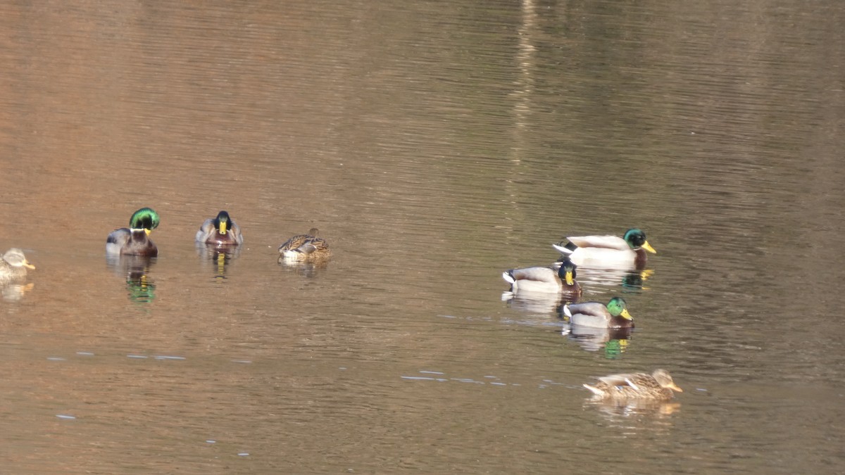 kachna divoká - ML646153224