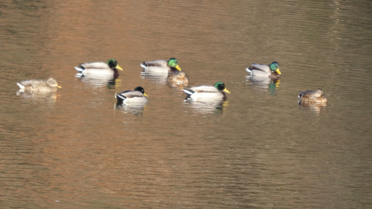 kachna divoká - ML646153225