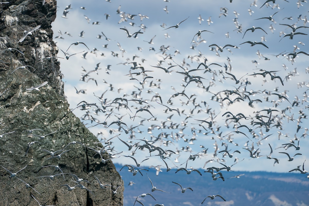 Black-legged Kittiwake - ML646153229