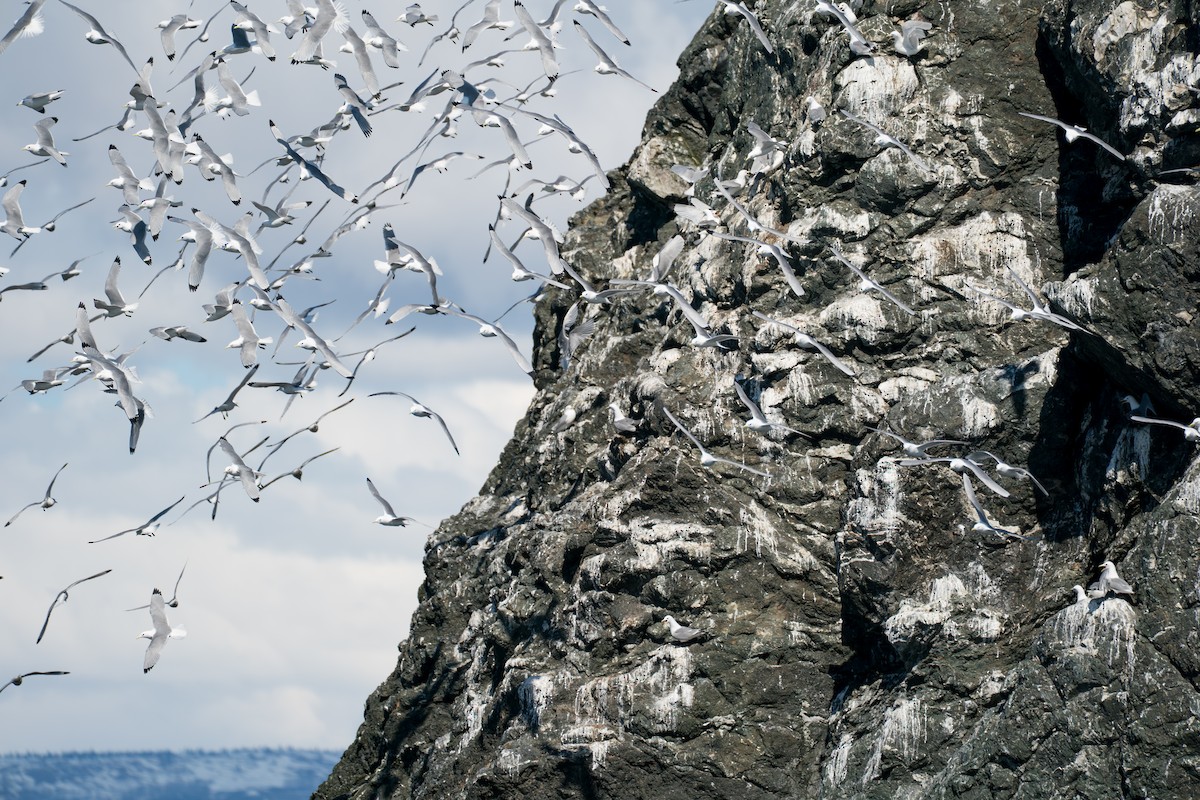 Kara Ayaklı Martı - ML646153231