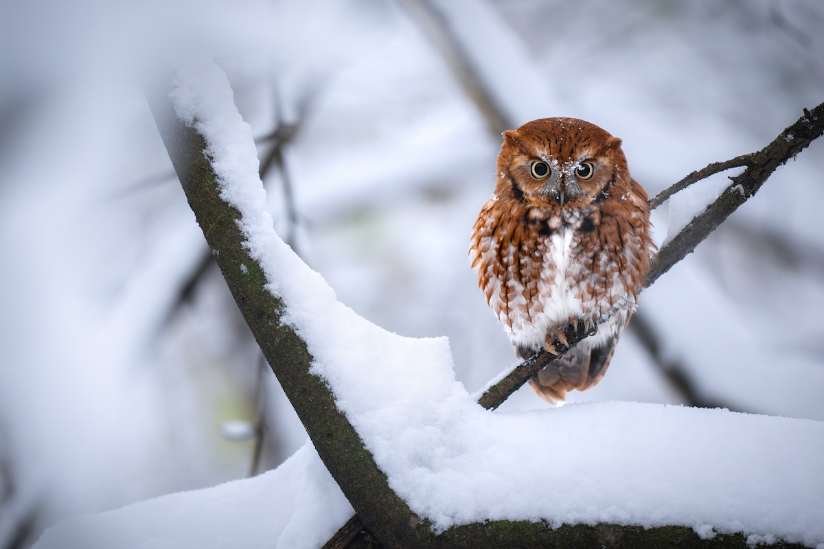 Eastern Screech-Owl - ML646153232