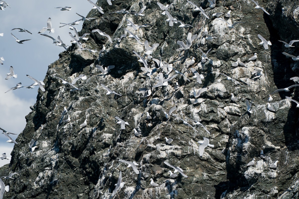 Kara Ayaklı Martı - ML646153233