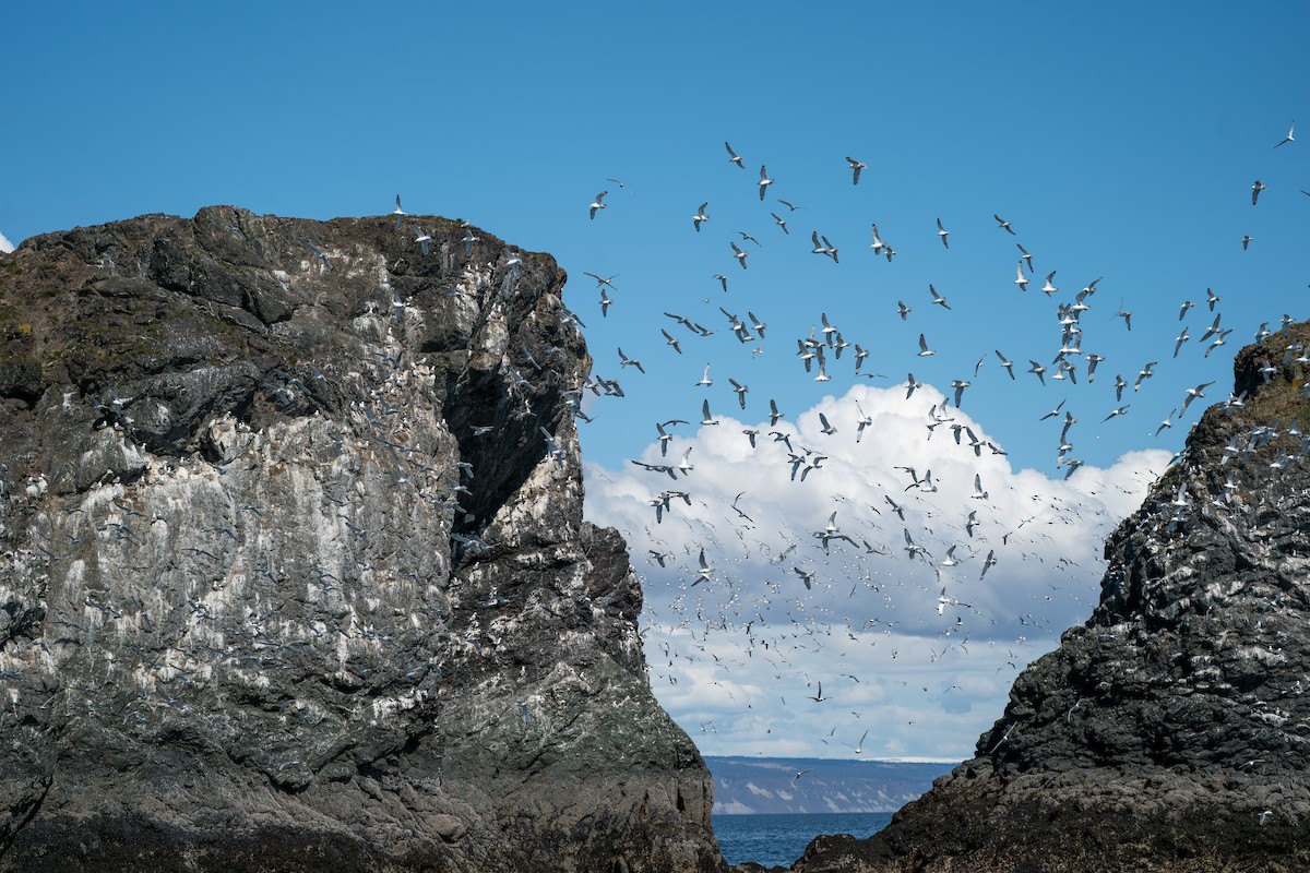 Kara Ayaklı Martı - ML646153234