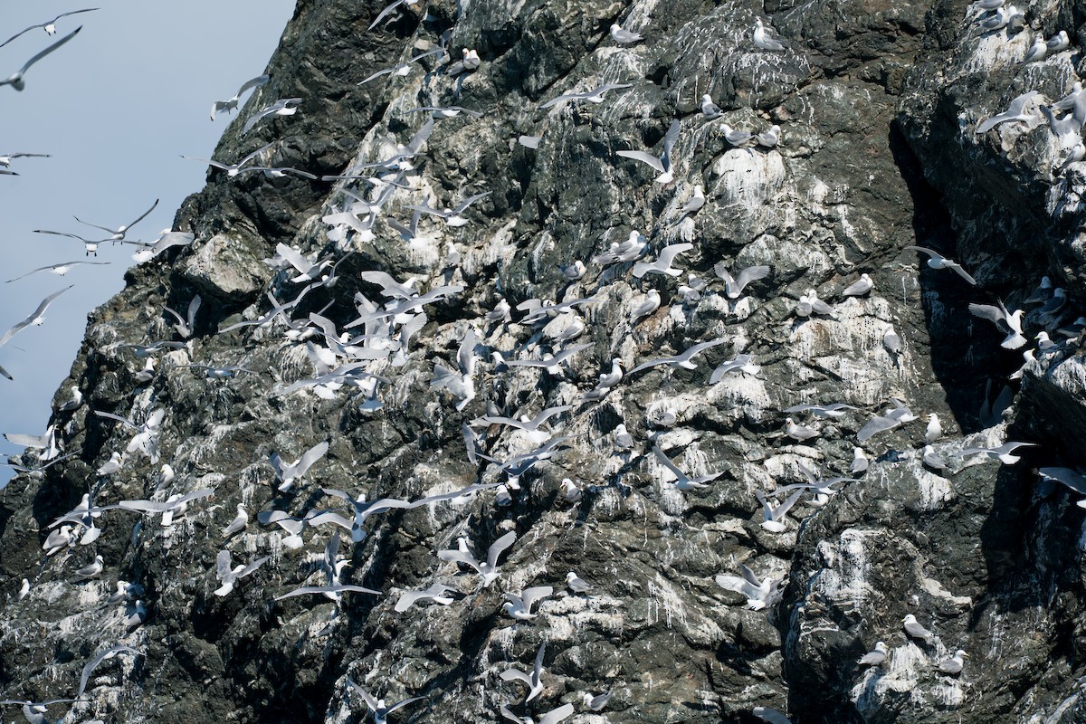 Black-legged Kittiwake - ML646153235