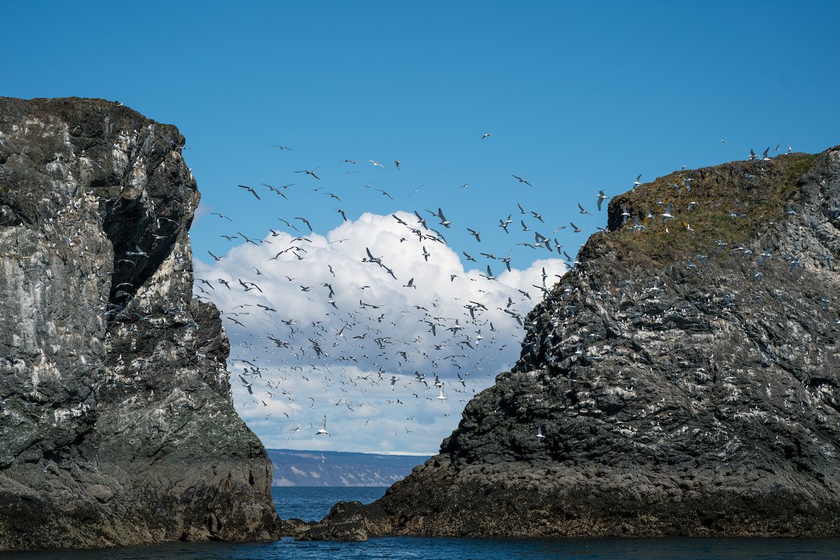 Kara Ayaklı Martı - ML646153236