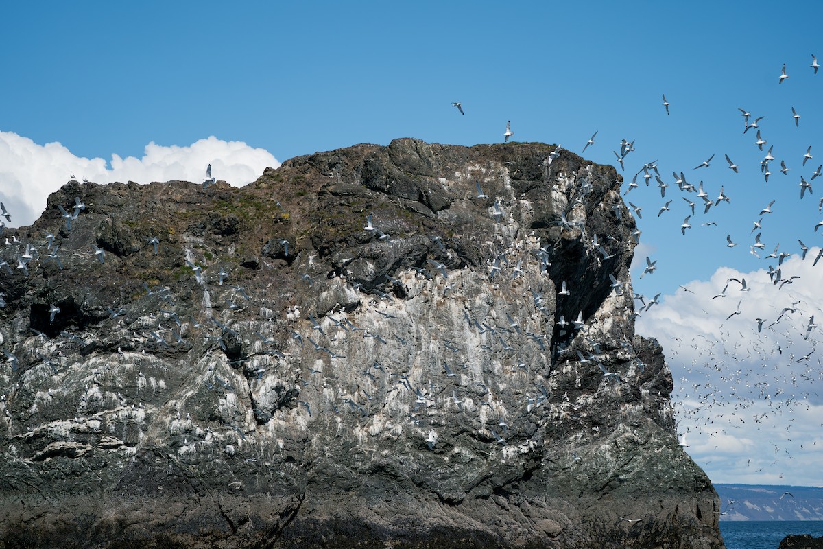 Kara Ayaklı Martı - ML646153237