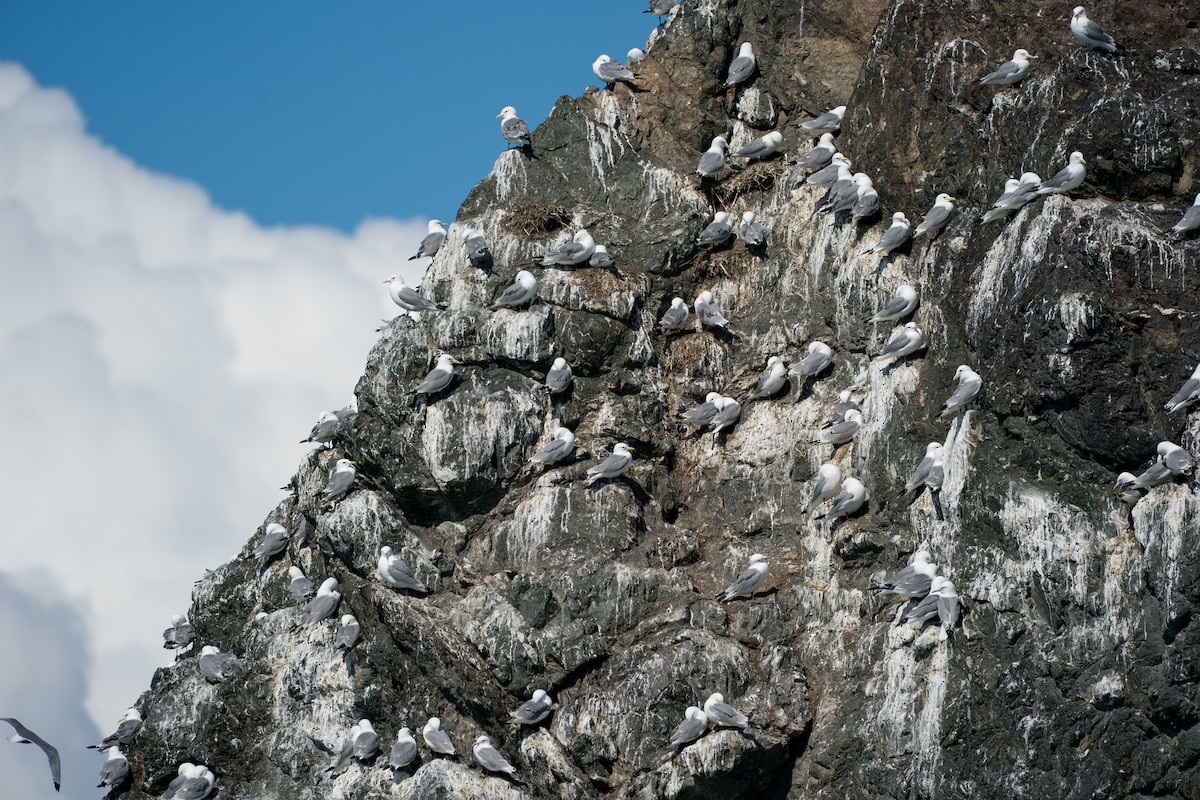 Kara Ayaklı Martı - ML646153238